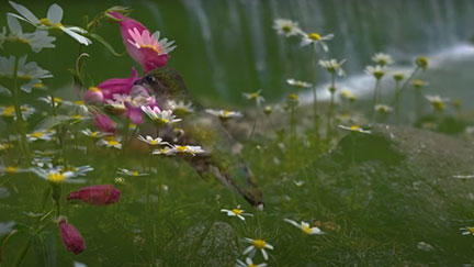 Video2Pol, Video Of Pollyanna Rodrigues, Multi-Instrumentalist, Singer, Songwriter, Brazil